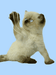 pic for catak  